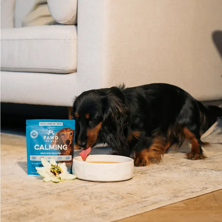 A dog drinking their daily PAWD supplement