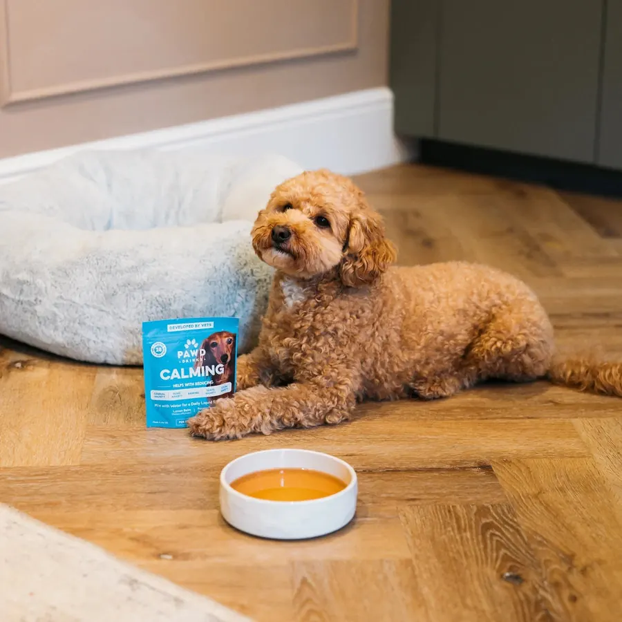 A dog at home beside PAWD and their bowl